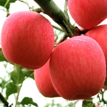 Organic fruit fresh fuji apple